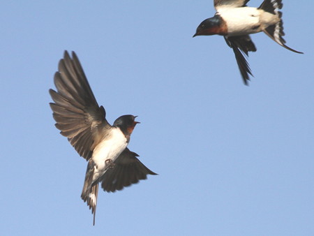 2015N0425Bẽco