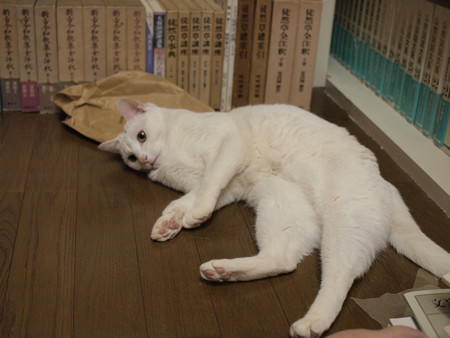 2015年5月28日のシロちゃん(2歳)