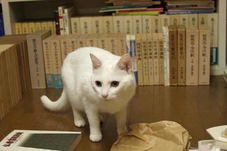 2015年5月28日のシロちゃん(2歳)