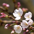 飛鳥山の桜も開花 2017.3.22(２)