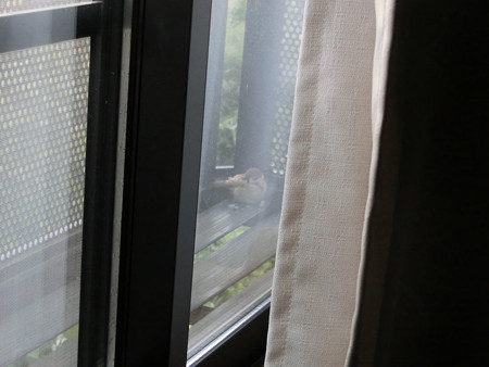 泊まりに来たスズメ