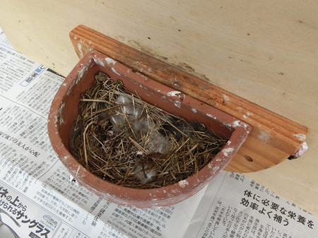 汚れた巣