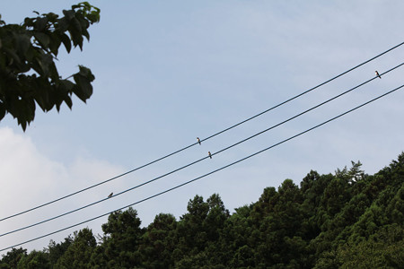 高い電線