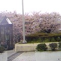 Photos: アイスタ信号手前の桜はかろうじて花が残っています。スタまでの坂の...