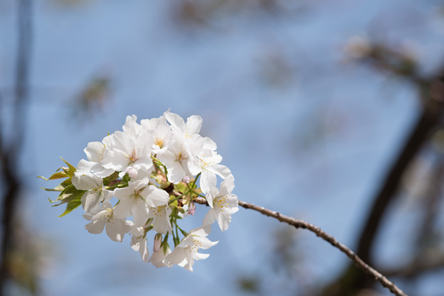 【新宿御苑(大島桜)】5
