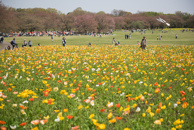 【昭和記念公園(ポピー)】3