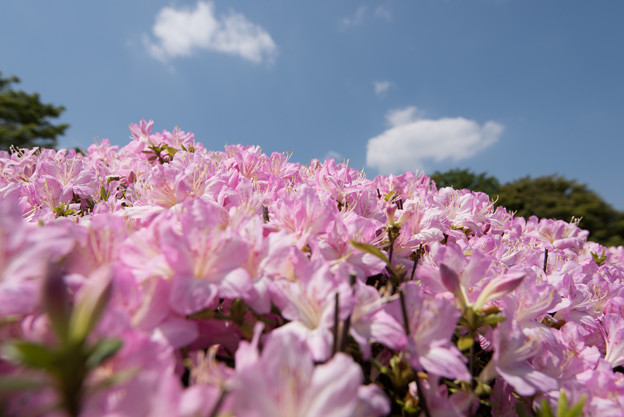 【神代植物公園(ツツジ)】7
