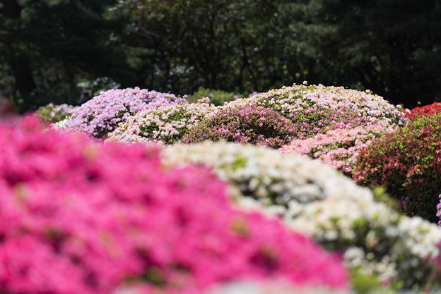 【神代植物公園(ツツジ)】9