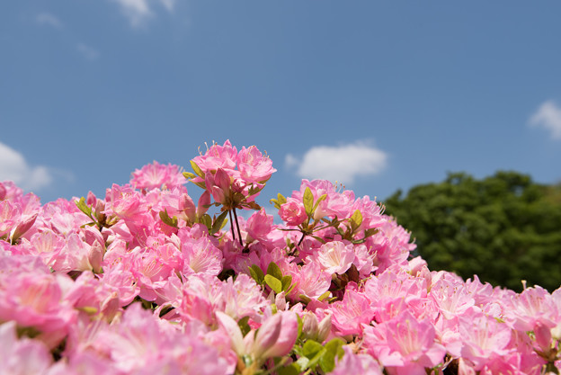 【神代植物公園(ツツジ)】11