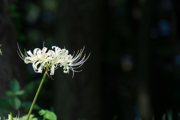 【泉の森(引地川沿いの彼岸花)】2