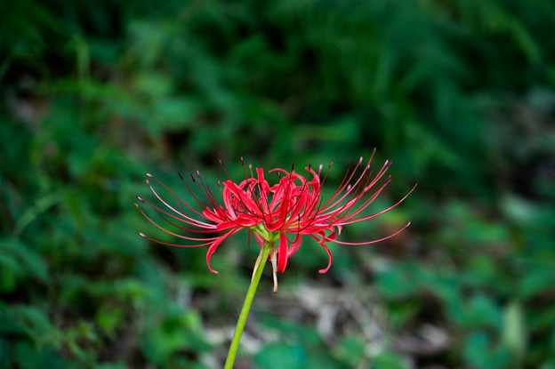【泉の森(引地川沿いの彼岸花)】3