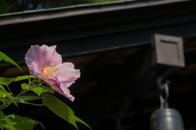 【清流山常泉寺(芙蓉)】
