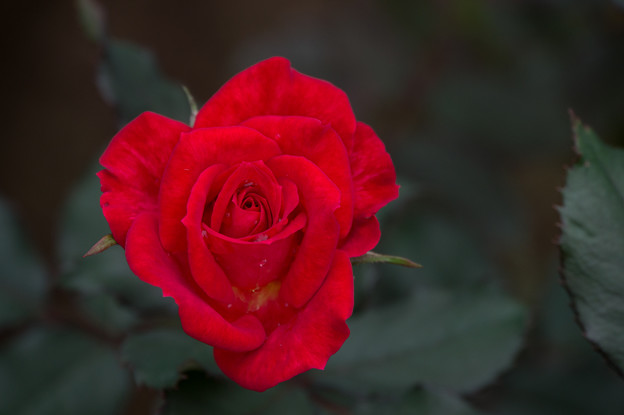 【花菜ガーデン(薔薇：煌)】