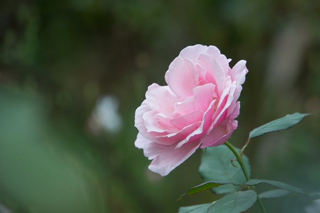 【花菜ガーデン(薔薇：ヘルシューレン)】