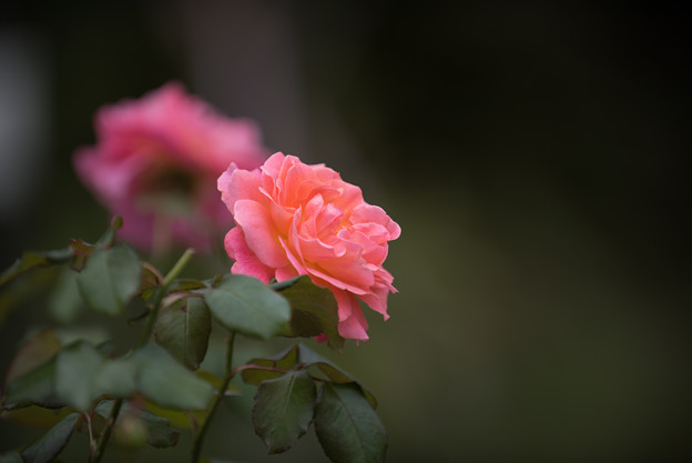 【花菜ガーデン(薔薇：タイフーン)】1