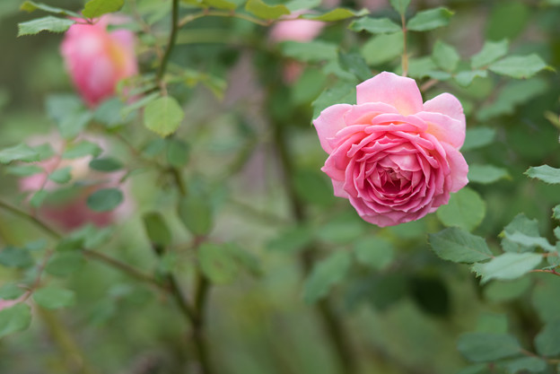 【花菜ガーデン(薔薇：ジュビリー・セレブレーション)】1