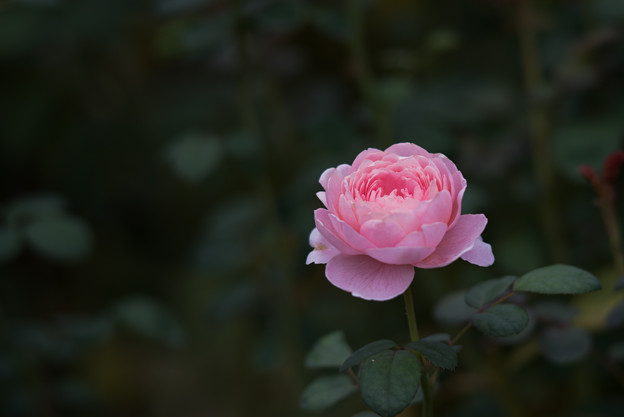【花菜ガーデン(薔薇：クィーン・オブ・スウェーデン)】