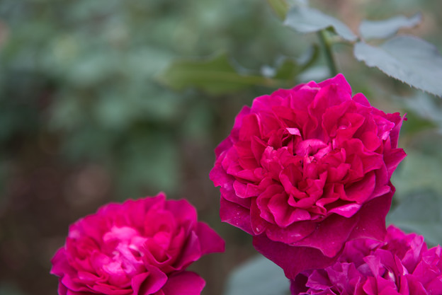 【花菜ガーデン(薔薇：ベルベティ・トワイライト)】
