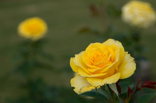 【生田緑地ばら苑(薔薇：ゴールデン・フラッシュ)】2
