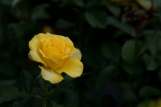 【生田緑地ばら苑(薔薇：ゴールデン・フラッシュ)】3