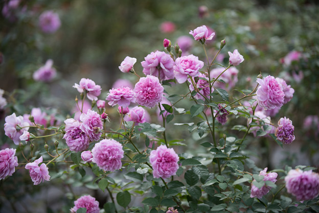 【生田緑地ばら苑(薔薇：シスター・エリザベス)】1