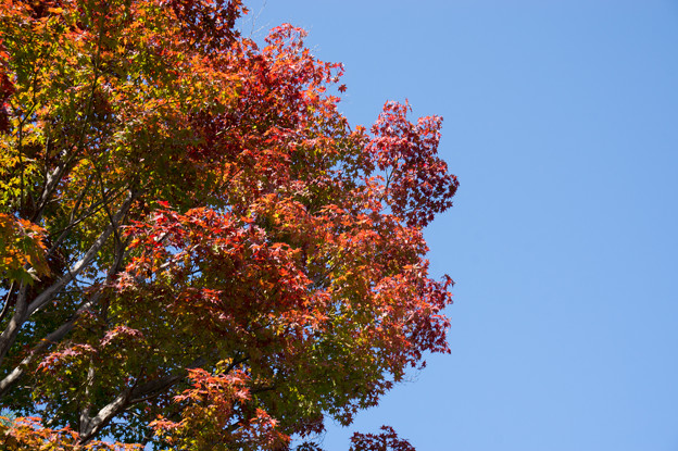 天龍寺～唯一の紅葉