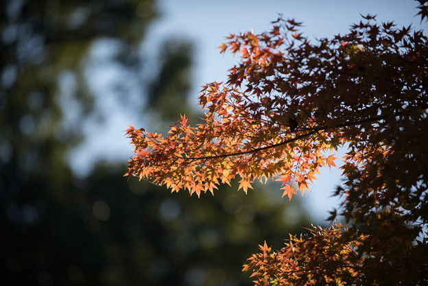 赤っぽい紅葉は、まだ、まばらです。