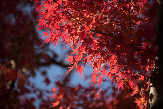 日本庭園の紅葉(3_3)