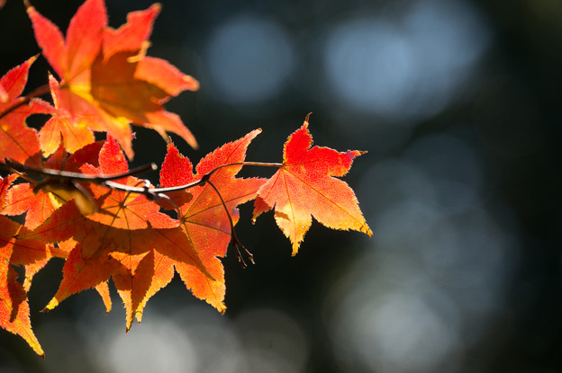 日本庭園の紅葉(4_2)