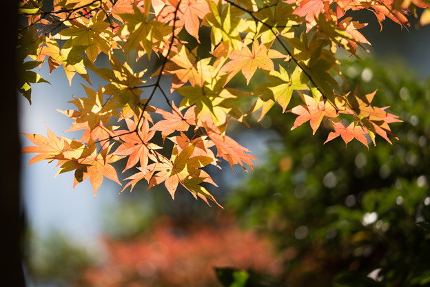 日本庭園の黄葉(5_3)
