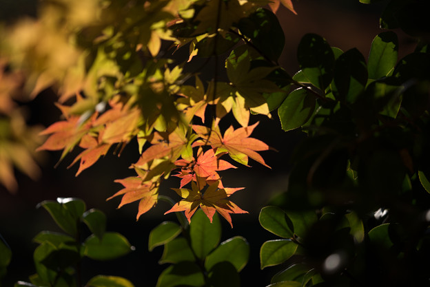 日本庭園の紅葉(6_5)
