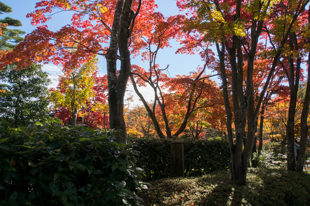 日本庭園の紅葉(7_4)