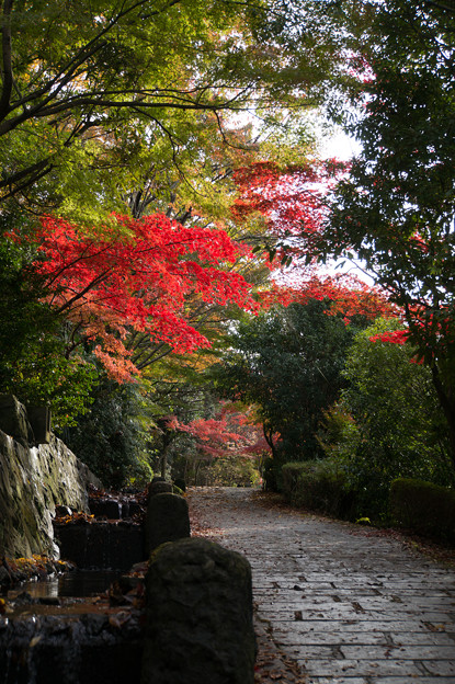 【ささぶねの道の紅葉】1_1