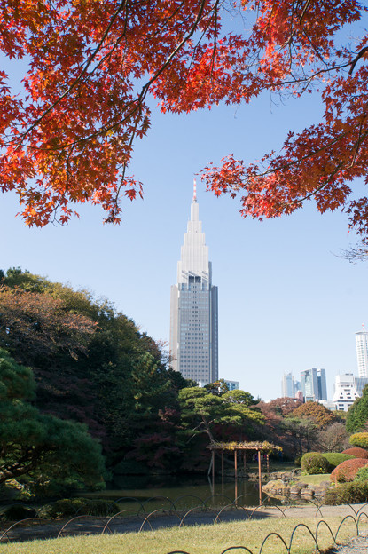 新宿御苑【日本庭園の紅葉】1
