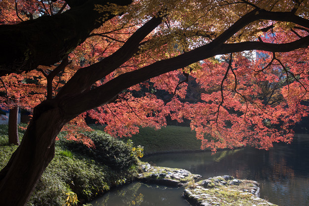 小石川後楽園【深山紅葉を楽しむ】1_2