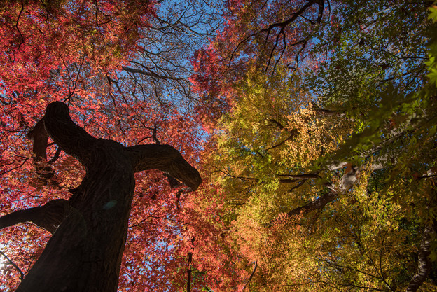 新宿御苑【モミジ山の紅葉】2_4