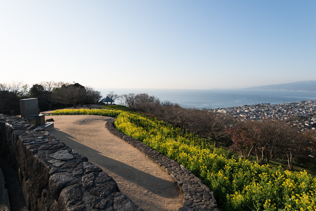 吾妻山公園【相模湾と菜の花】2