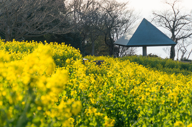 吾妻山公園【満開の菜の花】1
