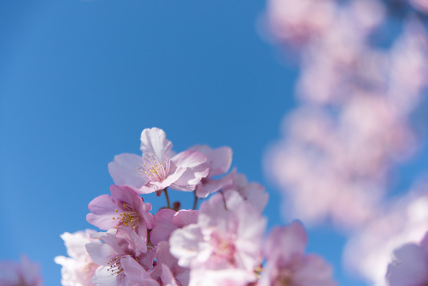 松田山【河津桜】5