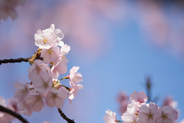 新宿御苑【大寒桜】3