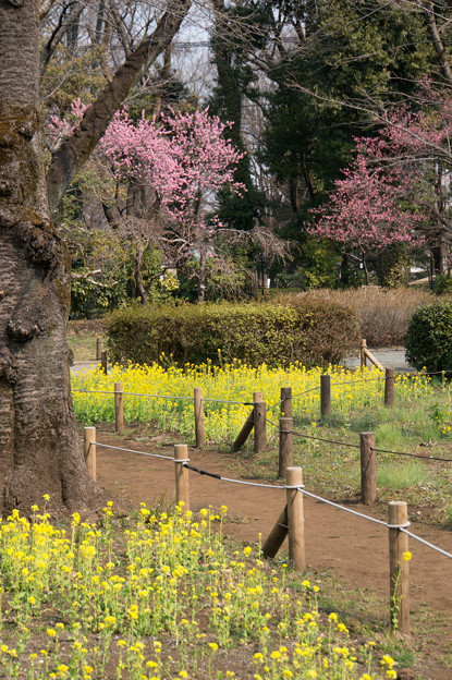 神代植物公園【ハナモモ：矢口と菜の花】2