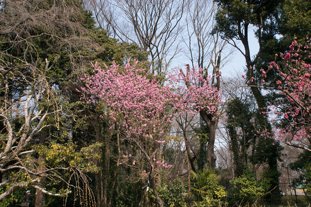 神代植物公園【ハナモモ：矢口】3