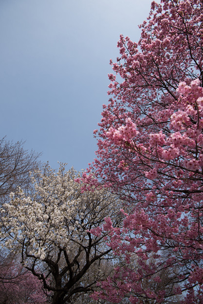 新宿御苑【桜：陽光】3