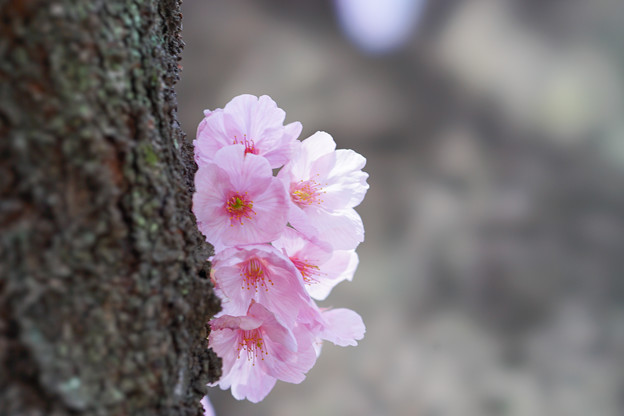 新宿御苑【桜：陽光】7