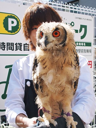 吉祥寺 ふくろう2015年03月11日_P3110140
