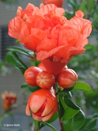 オリンパス GT-4 でザクロの花を撮る P60502761