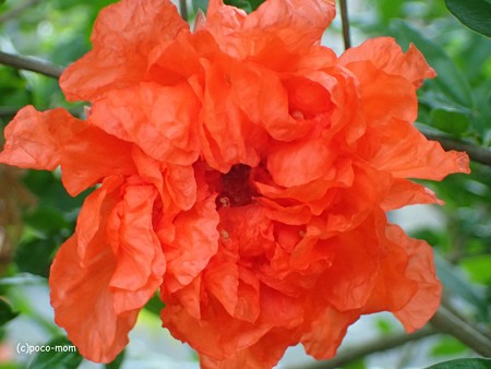 オリンパス GT-4 でザクロの花を撮る P605027111