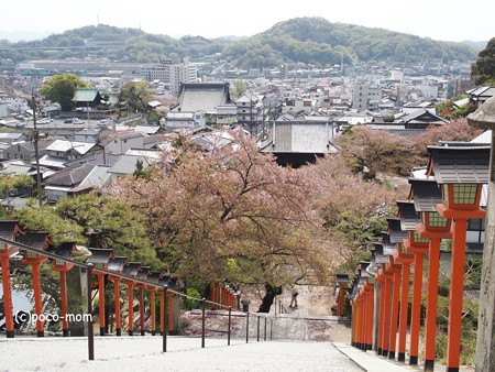 西國寺 西国寺 P4120222