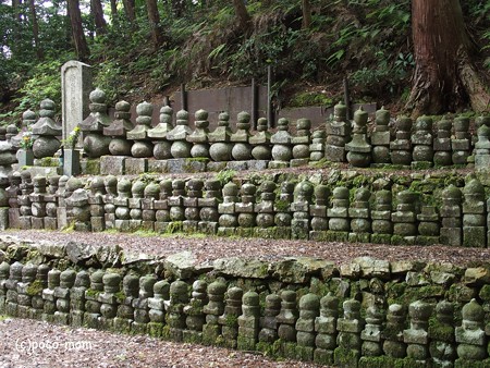 米原市 湖北 蓮華寺 P6190028