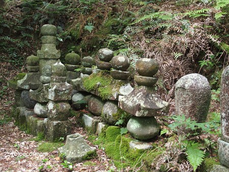 米原市 湖北 蓮華寺 P6190031